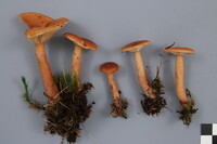 Lactarius tabidus image